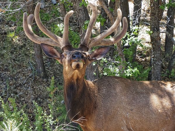 Rocky Mountain wapiti bij Grand Canyon